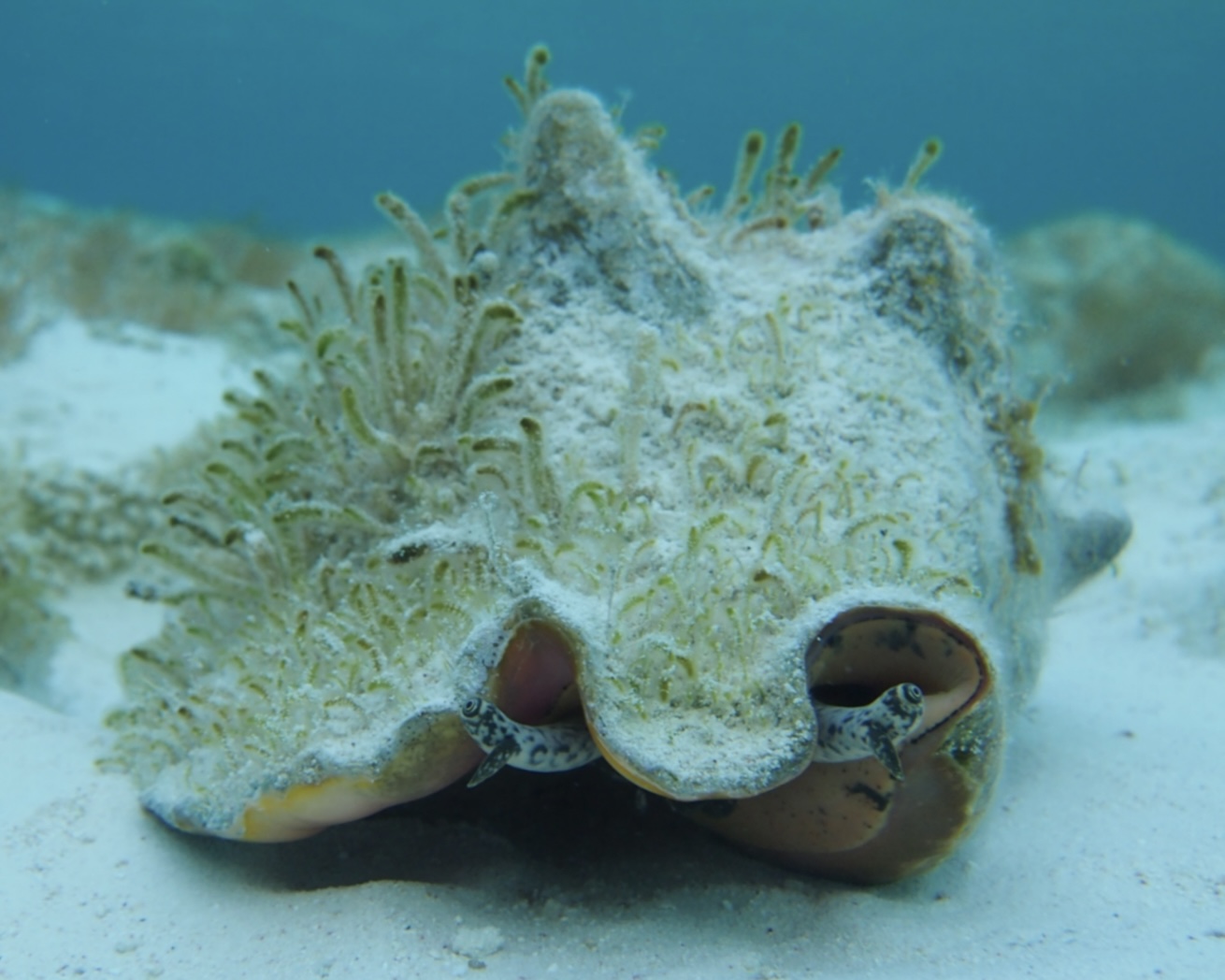 Diving for conchs in Miami. (Photo c/o Larry Skipper)